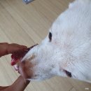 댕냥점빵 이미지