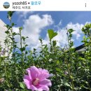 무궁화사진관 이미지