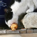 제일정해물 이미지