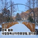 국립청옥산자연휴양림 산림휴양관 4인실 양지꽃 이용 후기