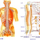 팔,다리저림 통증 등 척추신경 각 부분이 인체의 내장기관에 미치는 영향과 증상 이미지