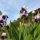 꽃뜨락민박 이미지