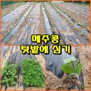 (텃밭/230615) 메주콩 모종 텃밭에 심기 이미지