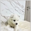 오독안심분양센터강아지분양고양이분양 - 하남시 미사강변대로34번길 120 | 오독안심분양센터강아지분양고양이분양