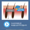다나두피 이미지