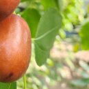 태동농장2 이미지