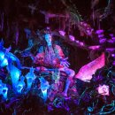 판도라의 숲 이미지