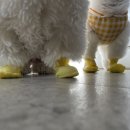 위더스동물의료센터 이미지