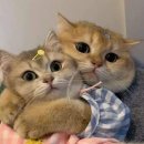 고양이 수염 이미지