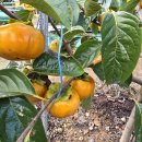 오현농장 이미지