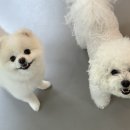 반려담애견유치원 이미지