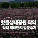 ​[경남 합천] 핑크빛 물결 가득! 합천 핫들생태공원 작약꽃 단지 방문 후기 🌸