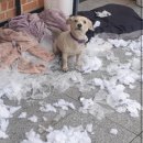 시아동물병원 이미지