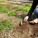 조열농장 | 개똥쑥 효능 개똥쑥즙 먹는법