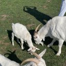 태백목장 이미지