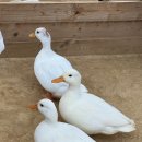 현설농장 이미지