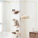 오로라 캣 이미지