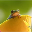 청개구리 이미지