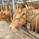 연동축산 이미지