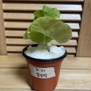 <b>초코맘</b>님 나눔 : 필로덴드론 마제스틱/베멜하, 제라늄 봄날앤 2023.3.21 도착