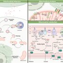 Mitochondrial 기능부전 치료 영양제, 표적치료 2024 Nature 이미지