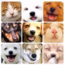 웃는강아지 이미지