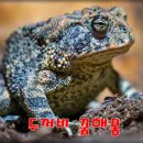 금두꺼비 이미지