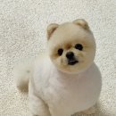 젠틀그루밍 이미지