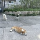블랙위도우펫 | 전북 완주) 애견동반 펜션 디어마이펫 🐶