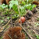 계수농장 | 경기도 시흥 계수밤농장 밤따기 밤줍기 체험 후기 비오는날 준비물품