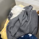 굿소프트 | 강아지 밥 안먹을때, 화식 소프트 사료로 해결