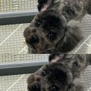 누구보다 소중하개 이미지