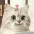 소신카츠 이미지