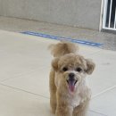 코코마리(coco mari) | 대구 이시아폴리스 가위컷 전문 애견미용 코코마리