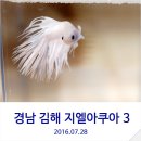 지엘아쿠아 | [지엘아쿠아] 경남 베타전문 수족관 다녀온 마지막 후기~