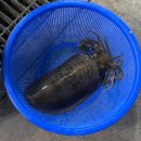 장사항활어직판장 이미지