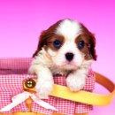 이쁜강아지 이미지