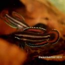 구라미농장 이미지