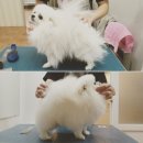 개를 미용하는 남자 이미지