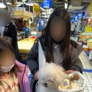 한신목장 | 강릉 애견동반 풀빌라 티마루풀빌라스테이 | 아이 넷 + 강아지 1박 2일 솔직 후기