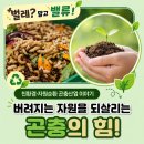 농업회사법인 비에스에프팜(주) | [벌레?밸류!] 음식물 쓰레기를 먹고 자원으로 돌려주는 곤충이 있다? (feat. 동애등에🐛)