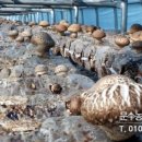 고송농장 네이버블로그