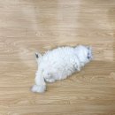 심쿵하냥 이미지