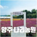 연천읍-8 | 양주 나리농원 입장료 먹거리 나리쿠폰사용처 체험 총정리