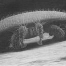 바로아
