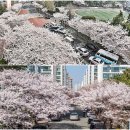 낙동제방 수관교 주변 네이버블로그