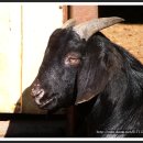 흑염소목장 이미지