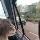 땡큐멍냥 이미지