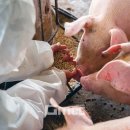 충남축산 이미지