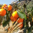 화수목 농원 이미지